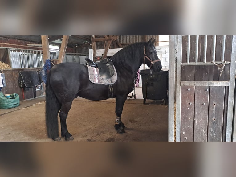 Frisone / Frisone Occidentale Mix Castrone 15 Anni 160 cm  in Dorsten