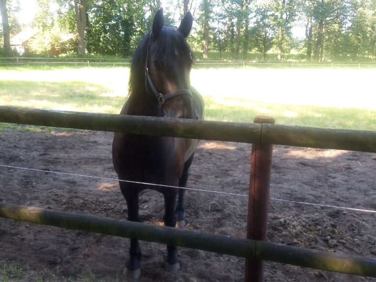 Frisone / Frisone Occidentale Mix Castrone 15 Anni 160 cm  in Dorsten