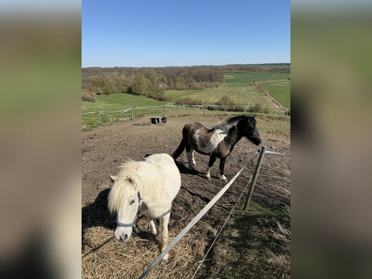 Frisone / Frisone Occidentale Mix Castrone 15 Anni 160 cm Pezzato in Siemz-Niendorf