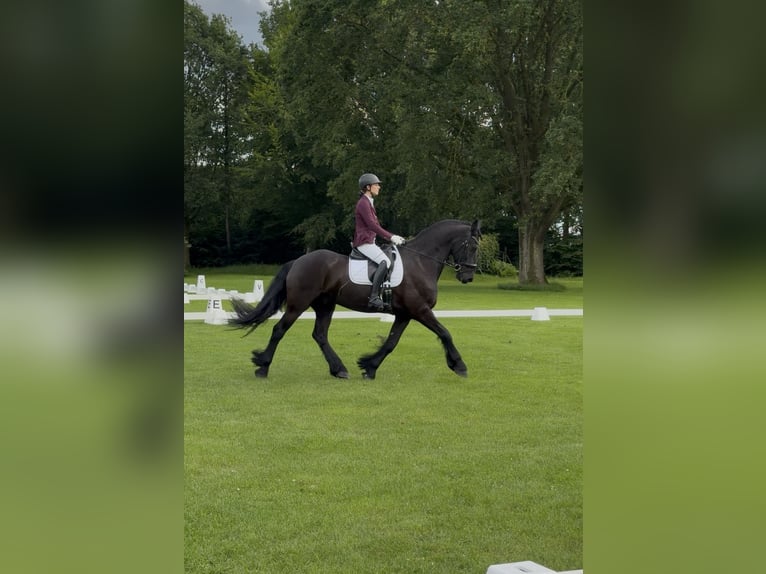 Frisone / Frisone Occidentale Castrone 16 Anni 168 cm Morello in Rijssen
