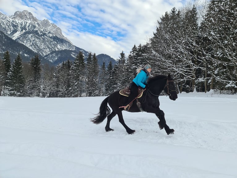 Frisone / Frisone Occidentale Castrone 18 Anni Morello in Saalfelden
