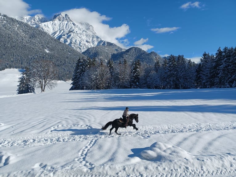 Frisone / Frisone Occidentale Castrone 18 Anni Morello in Saalfelden