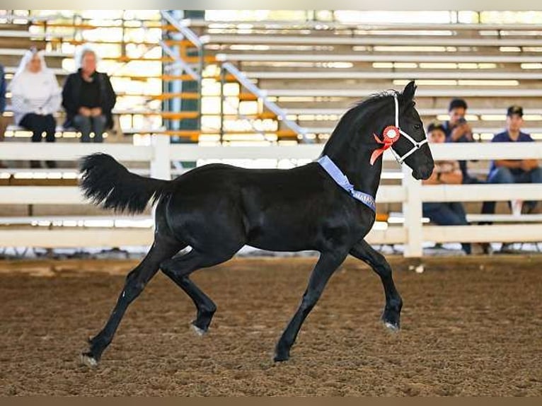 Frisone / Frisone Occidentale Castrone 1 Anno 163 cm Morello in Denver