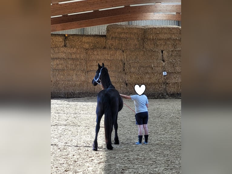 Frisone / Frisone Occidentale Castrone 2 Anni 165 cm Morello in Unkel