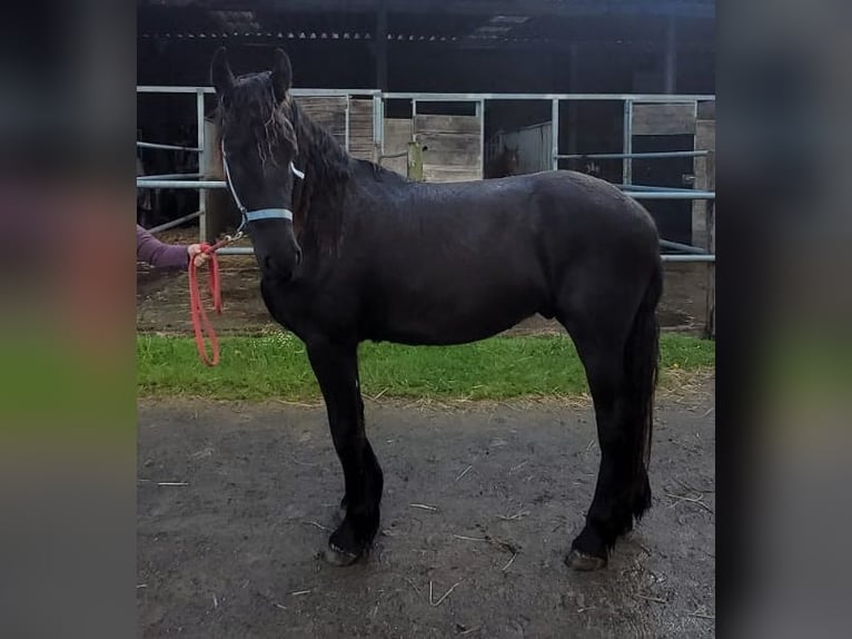 Frisone / Frisone Occidentale Castrone 2 Anni 168 cm Morello in Unkel