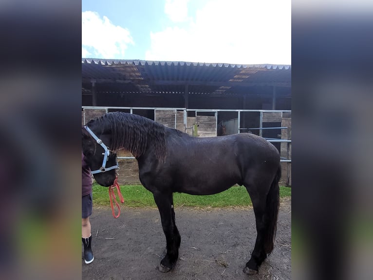 Frisone / Frisone Occidentale Castrone 2 Anni 168 cm Morello in Unkel