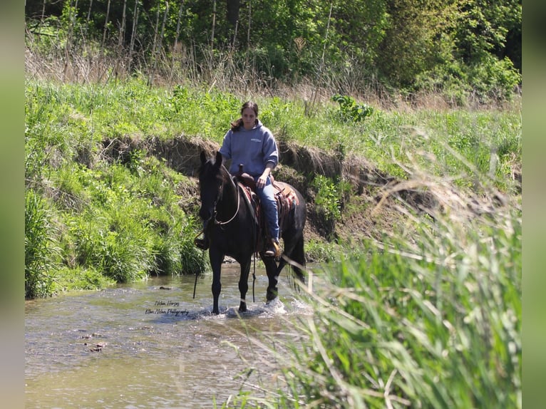 Frisone / Frisone Occidentale Mix Castrone 3 Anni 145 cm Morello in Peosta, IA