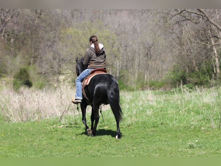 Frisone / Frisone Occidentale Mix Castrone 3 Anni 145 cm Morello in Peosta, IA