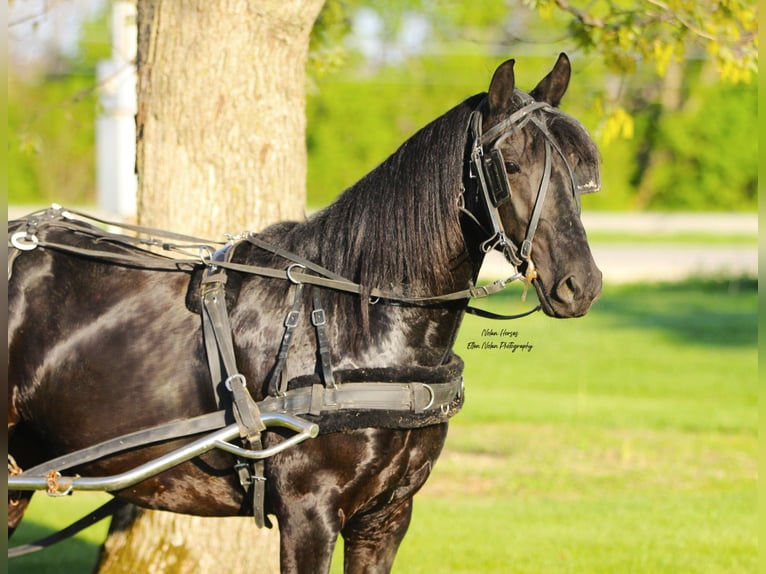 Frisone / Frisone Occidentale Mix Castrone 3 Anni 145 cm Morello in Peosta, IA