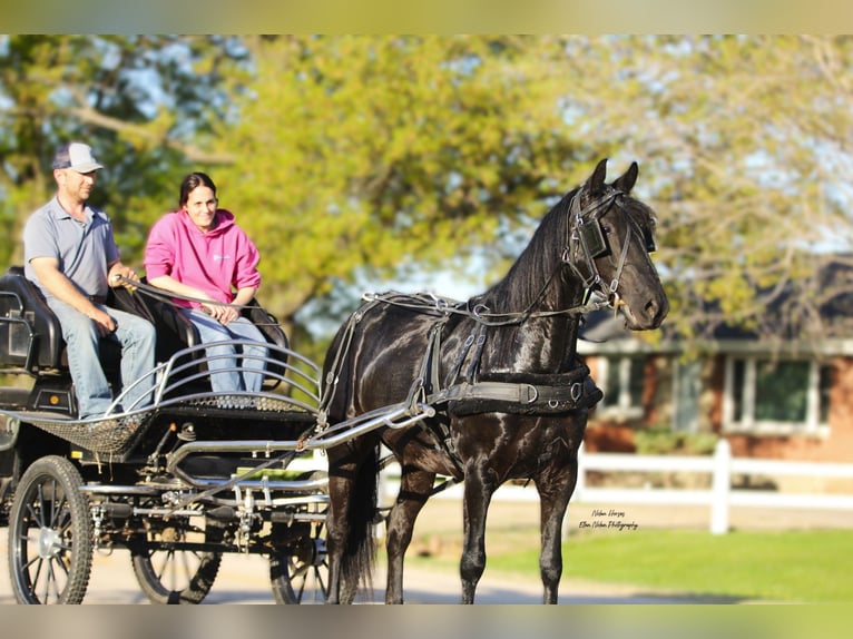 Frisone / Frisone Occidentale Mix Castrone 3 Anni 145 cm Morello in Peosta, IA