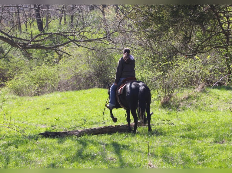 Frisone / Frisone Occidentale Mix Castrone 3 Anni 145 cm Morello in Peosta, IA