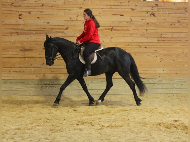 Frisone / Frisone Occidentale Mix Castrone 3 Anni 145 cm Morello in Peosta, IA