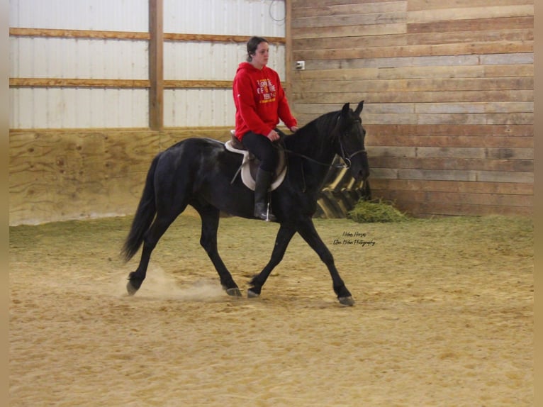 Frisone / Frisone Occidentale Mix Castrone 3 Anni 145 cm Morello in Peosta, IA