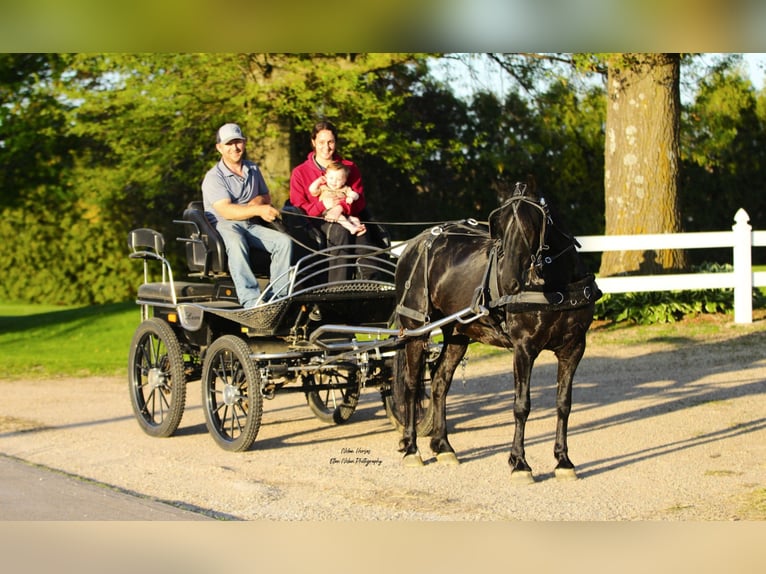 Frisone / Frisone Occidentale Mix Castrone 3 Anni 145 cm Morello in Peosta, IA