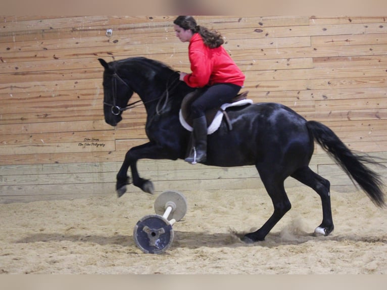 Frisone / Frisone Occidentale Mix Castrone 3 Anni 145 cm Morello in Peosta, IA