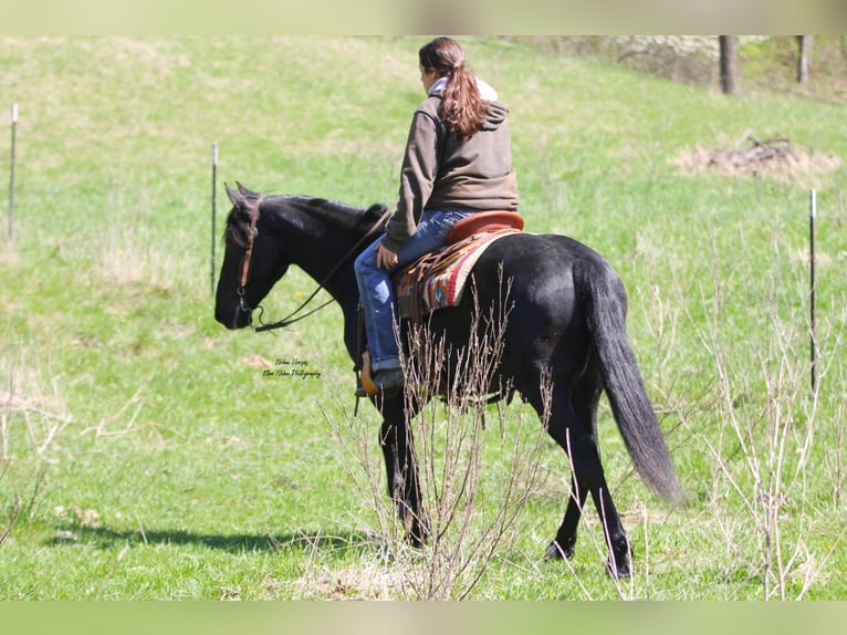 Frisone / Frisone Occidentale Mix Castrone 3 Anni 145 cm Morello in Peosta, IA