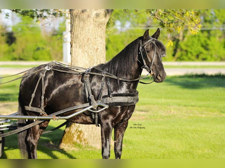 Frisone / Frisone Occidentale Mix Castrone 3 Anni 145 cm Morello in Peosta, IA
