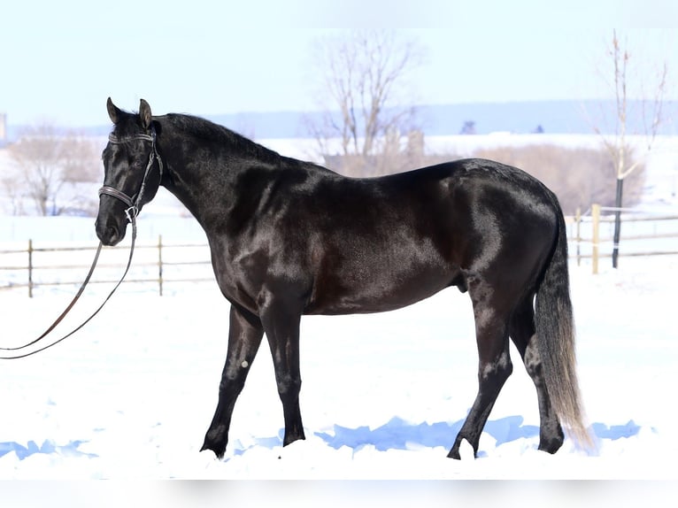 Frisone / Frisone Occidentale Mix Castrone 3 Anni 155 cm Morello in Gap