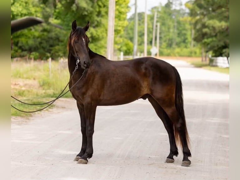 Frisone / Frisone Occidentale Castrone 3 Anni 157 cm Morello in Conway