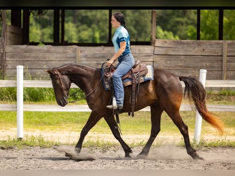 Frisone / Frisone Occidentale Castrone 3 Anni 157 cm Morello in Conway