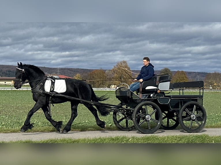 Frisone / Frisone Occidentale Castrone 3 Anni 160 cm Morello in Riedlingen Frisone / Frisone Occidentale Castrone 3 Anni 160 cm Morello in Riedlingen