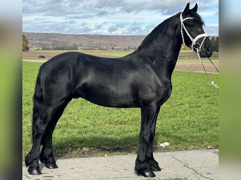 Frisone / Frisone Occidentale Castrone 3 Anni 160 cm Morello in Riedlingen Frisone / Frisone Occidentale Castrone 3 Anni 160 cm Morello in Riedlingen