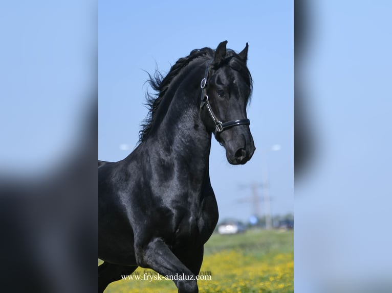 Frisone / Frisone Occidentale Castrone 3 Anni 160 cm Morello in Mijnsheerenland