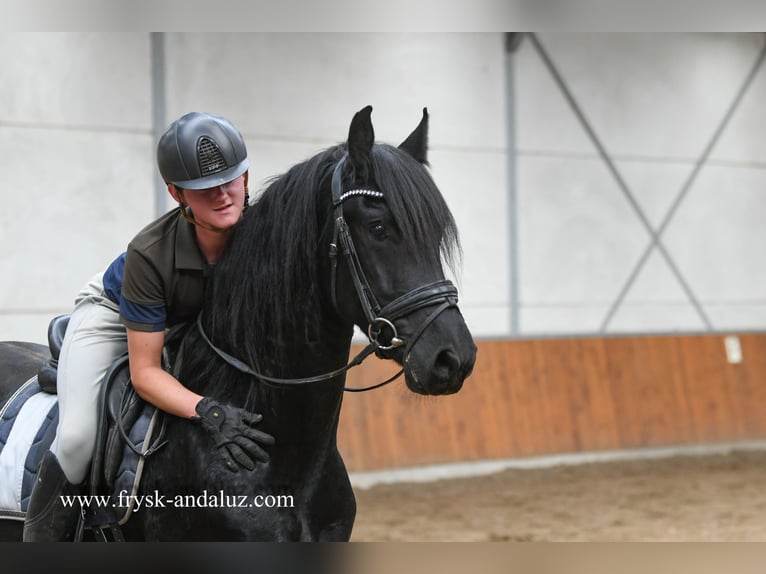 Frisone / Frisone Occidentale Castrone 3 Anni 160 cm Morello in Mijnsheerenland