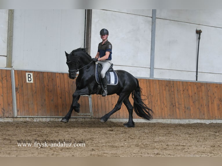 Frisone / Frisone Occidentale Castrone 3 Anni 160 cm Morello in Mijnsheerenland