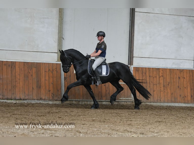 Frisone / Frisone Occidentale Castrone 3 Anni 160 cm Morello in Mijnsheerenland