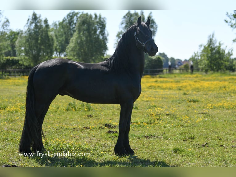 Frisone / Frisone Occidentale Castrone 3 Anni 160 cm Morello in Mijnsheerenland