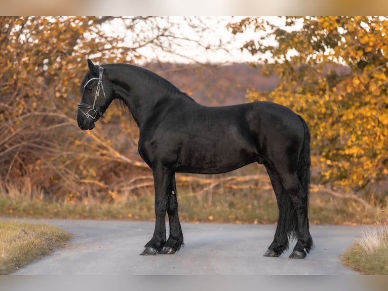 Frisone / Frisone Occidentale Castrone 3 Anni 160 cm Morello in Galenberg