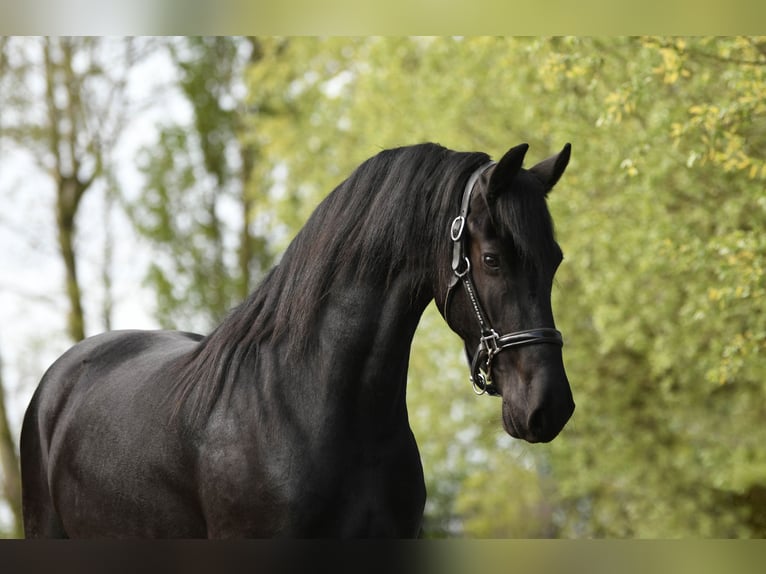 Frisone / Frisone Occidentale Castrone 3 Anni 164 cm  in Mijnsheerenland