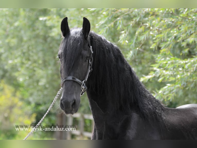 Frisone / Frisone Occidentale Castrone 3 Anni 165 cm Morello in Mijnsheerenland
