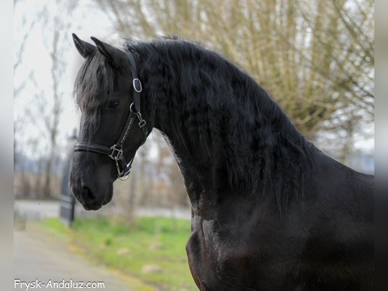 Frisone / Frisone Occidentale Castrone 3 Anni 166 cm Morello in Mijnsheerenland