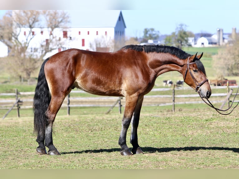 Frisone / Frisone Occidentale Mix Castrone 3 Anni 170 cm Baio ciliegia in Gap
