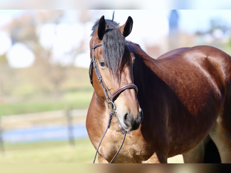 Frisone / Frisone Occidentale Mix Castrone 3 Anni 170 cm Baio ciliegia in Gap