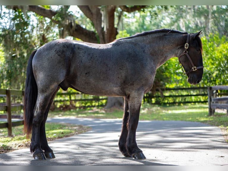 Frisone / Frisone Occidentale Mix Castrone 3 Anni Roano blu in Ocala