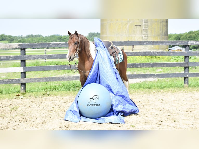 Frisone / Frisone Occidentale Mix Castrone 4 Anni 142 cm in Fredericksburg, OH
