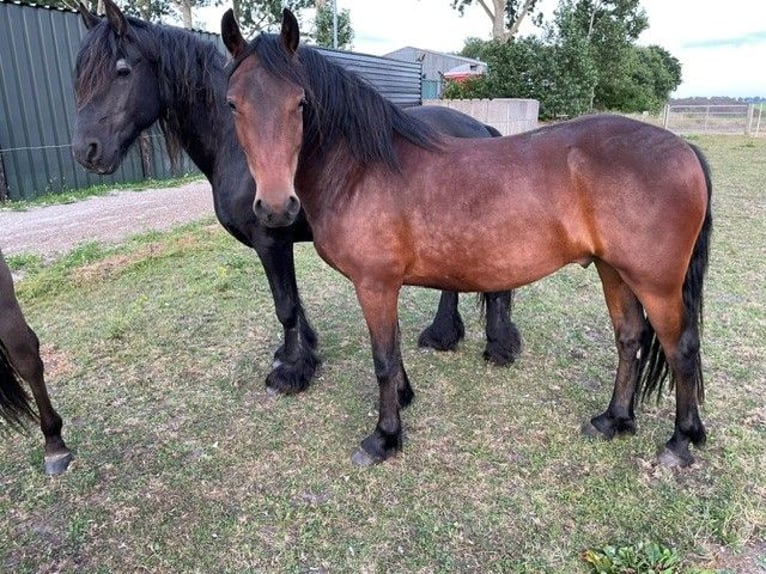 Frisone / Frisone Occidentale Mix Castrone 4 Anni 152 cm Baio in Nieuw-Buinen