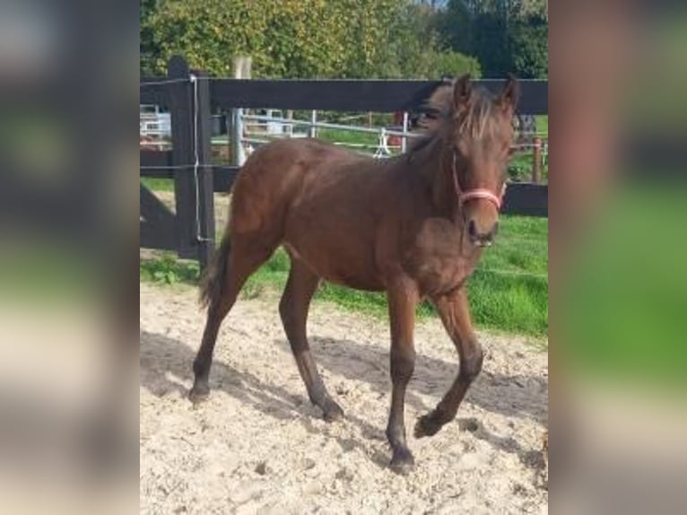 Frisone / Frisone Occidentale Mix Castrone 4 Anni 152 cm Baio in Nieuw-Buinen