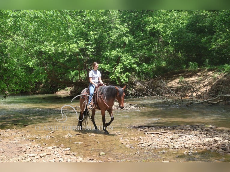 Frisone / Frisone Occidentale Castrone 4 Anni 152 cm Baio ciliegia in Auburn, KY