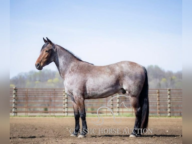 Frisone / Frisone Occidentale Castrone 4 Anni 152 cm Baio ciliegia in Auburn, KY