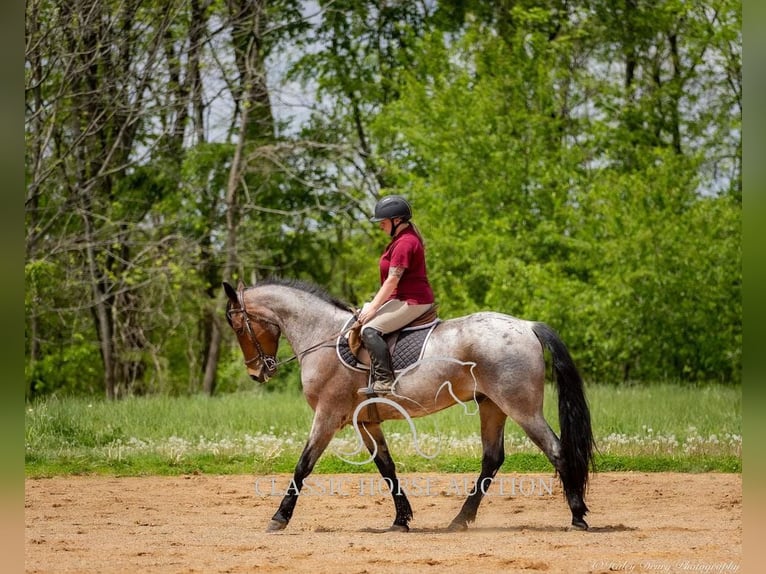 Frisone / Frisone Occidentale Castrone 4 Anni 152 cm Baio ciliegia in Auburn, KY
