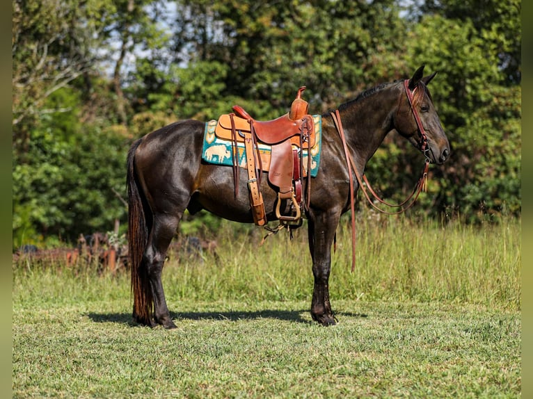 Frisone / Frisone Occidentale Castrone 4 Anni 152 cm Morello in Santa Fe