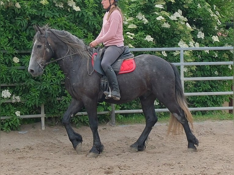 Frisone / Frisone Occidentale Mix Castrone 4 Anni 155 cm Grigio ferro in Rudersdorf