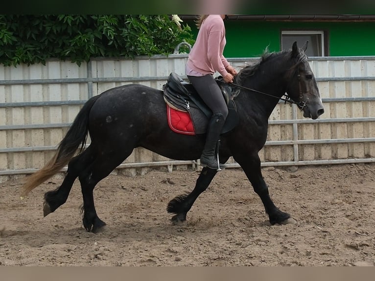 Frisone / Frisone Occidentale Mix Castrone 4 Anni 155 cm Grigio ferro in Rudersdorf