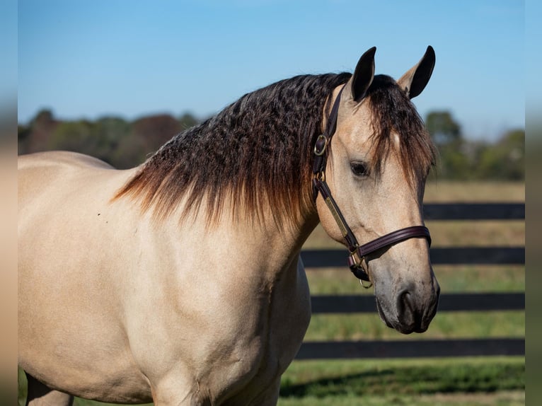 Frisone / Frisone Occidentale Castrone 4 Anni 157 cm Pelle di daino in Hopkinsville