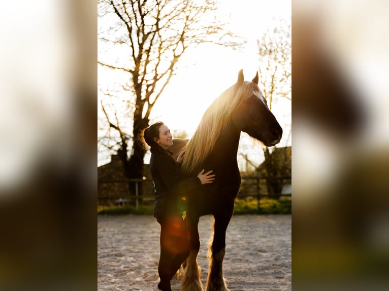 Frisone / Frisone Occidentale Mix Castrone 4 Anni 157 cm Sauro scuro in Saint-guen