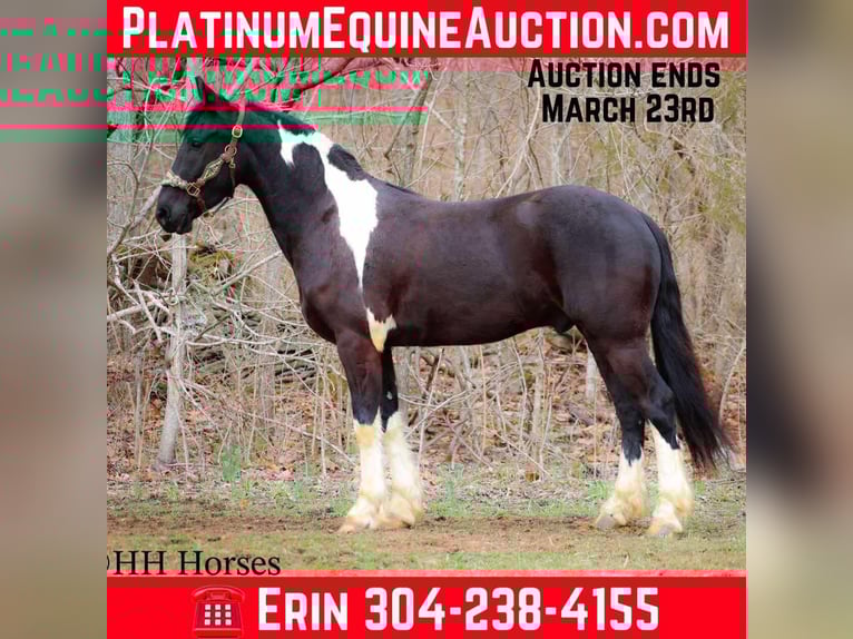 Frisone / Frisone Occidentale Castrone 4 Anni 157 cm Tobiano-tutti i colori in Flemingsburg KY